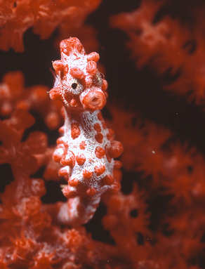Seepferdchen rot